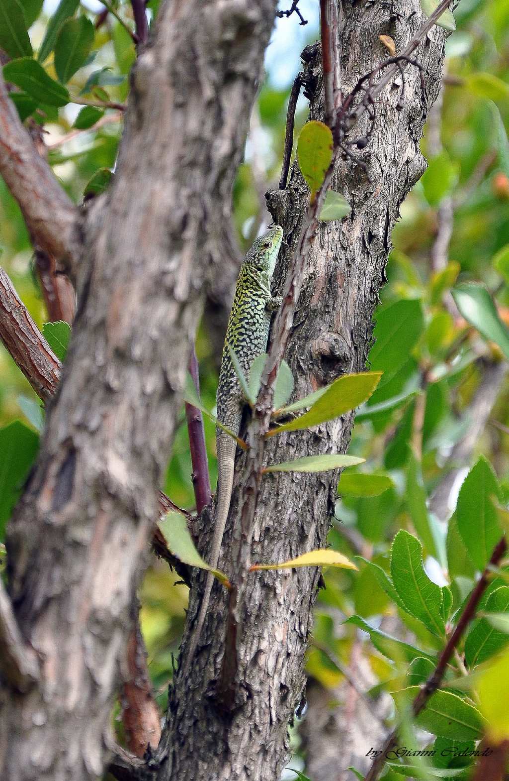 Ramarro??? No, Podarcis siculus